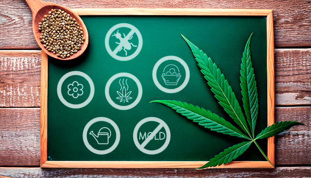 growing marijuana in the woods