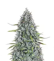 Sour Bubbly Auto feminisierte Samen zu verkaufen Sour Bubbly Auto (Mephisto Genetics)