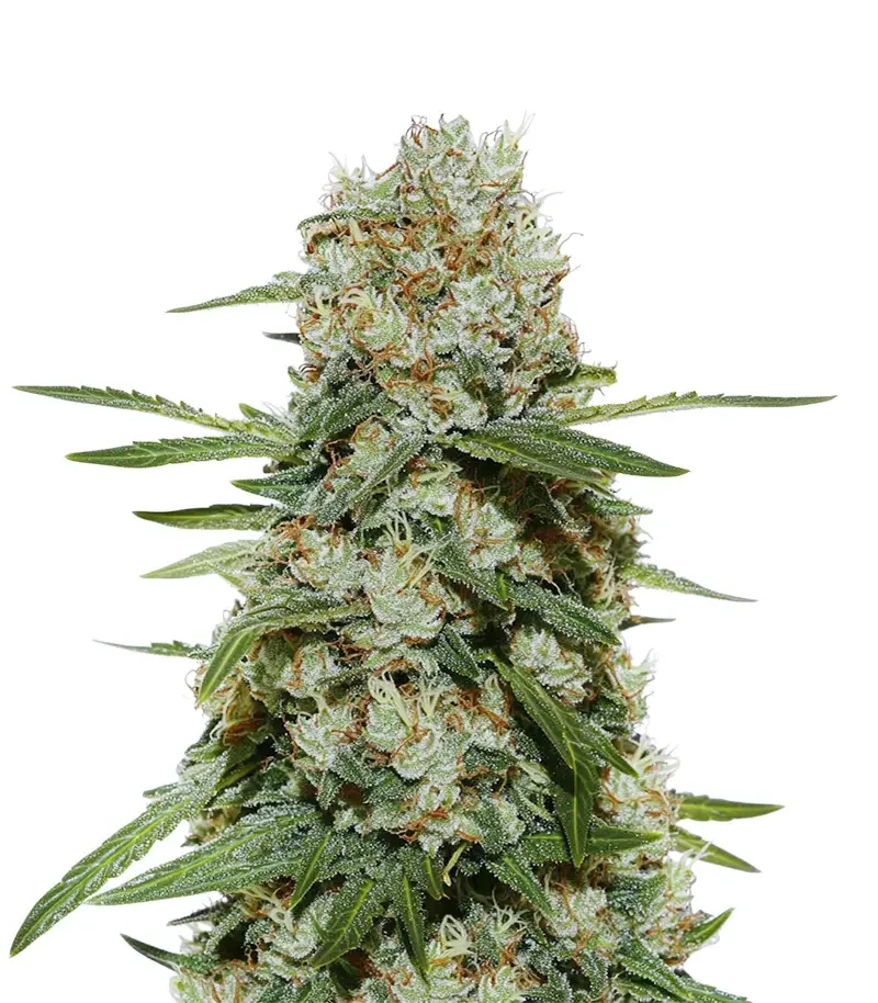 Super Silver Haze (Green House Seeds)