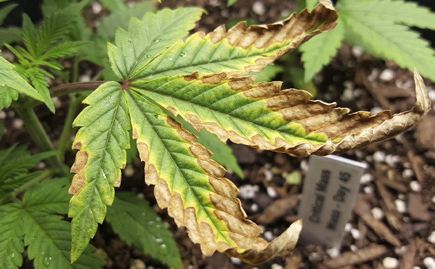 cannabis plant problems