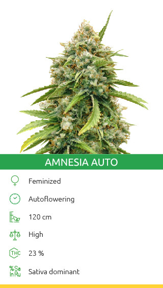Amnesia Autoflower Cannabis-Sorte