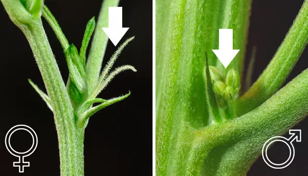 erzwinge die Blüte von Cannabis im Freien