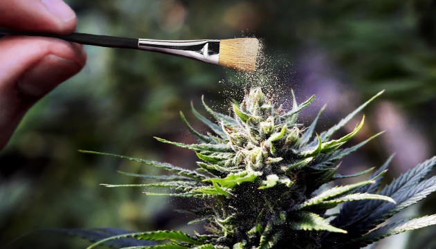 zwittrige Cannabispflanze