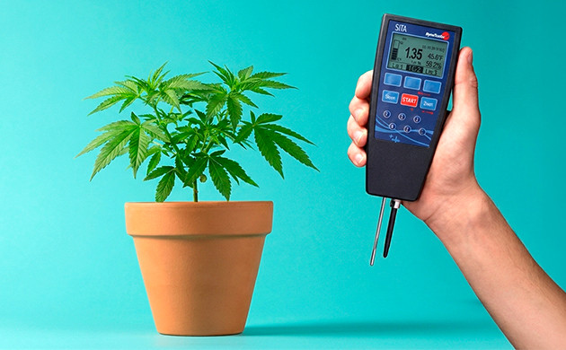 wie oft man Cannabissämlinge gießt