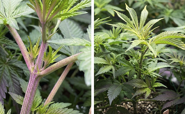 different stages of flowering