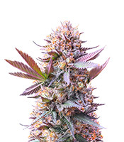 Purple Lemonade Fast Flowering (Fast Buds) Cannabis-Samen zu verkaufen Purple Lemonade Fast Flowering (Fast Buds)