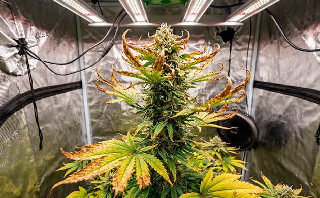cannabis heat stress symptoms