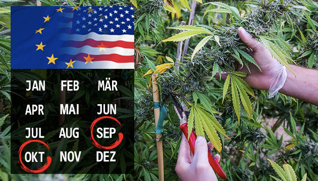 Outdoor grow ernte