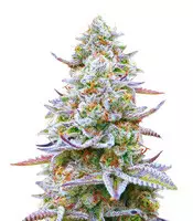 Gorilla Z (Barney's Farm) Cannabis-Samen zu verkaufen Gorilla Z (Barney's Farm)