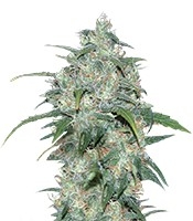 Wild Thailand (World of Seeds) Cannabis-Samen zu verkaufen Wild Thailand (World of Seeds)