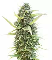 Colombian Gold (World of Seeds) Cannabis-Samen Colombian Gold (World of Seeds)
