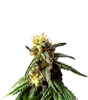 A.M.S. Cannabis-Samen Kaufen A.M.S. (GHS)