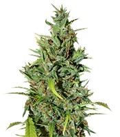 Neville Haze Ryder Auto Cannabis-Samen Kaufen Neville Haze Ryder Auto (World of Seeds)