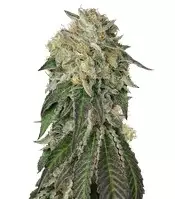 Amherst Sour Diesel (Humboldt Seeds Organization) Cannabis-Samen zu verkaufen Amherst Sour Diesel (Humboldt Seeds Organization)