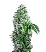Big Devil F1 Fast Version Cannabis-Samen Kaufen Big Devil F1 Fast Version (Sweet Seeds)