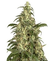 Skunk #11 (Dutch Passion) Cannabis-Samen zu verkaufen Skunk #11 (Dutch Passion)