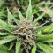 Original Auto AK (Fast Buds) Cannabis-Samen
