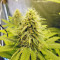 white widow