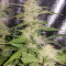 Auto Blueberry (Dutch Passion) Cannabis-Samen