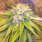 Bubble Bomb (Bomb Seeds) Cannabis-Samen