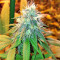 Buzz Light Gear (Dr. Krippling Seeds) Cannabis-Samen