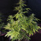 Dreamberry Auto (Auto Seeds) Cannabis-Samen