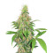 Early Bird Skunk (Sagarmatha Seeds) Cannabis-Samen