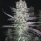 Gelato (BlimBurn Seeds) Cannabis-Samen