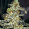 Josh D OG (Karma Genetics) Cannabis-Samen