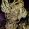Kosher Sorbet (DNA Genetics) Cannabis-Samen