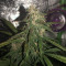 Lemonberry Haze Auto (Original Sensible Seeds) Cannabis-Samen