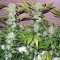 Northern Lights (White Label) Cannabis-Samen