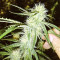 Original Bruce Banner regular (Dark Horse Genetics) Cannabis-Samen
