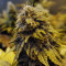 Original Glue (Nirvana Seeds) Cannabis-Samen