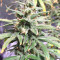 Pakistan Chitral Kush Standard (Ace Seeds) Cannabis-Samen