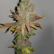 Purple Queen strain