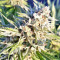 Strawberry Banana (Big Head Seeds) Cannabis-Samen