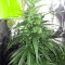 Sweet Pure Auto CBD (Sweet Seeds) Cannabis-Samen
