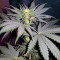 Sweet ZZ (Sweet Z) (RQS) Cannabis-Samen