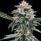 Triple Scoop (DNA Genetics) Cannabis-Samen
