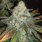 Bruce Banner feminisierte Samen (Seedstockers)