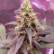 GG#4 Original Glue (Cali Buds Seeds) Cannabis-Samen
