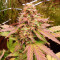 Green Crack Auto (Fast Buds) Cannabis-Samen