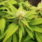 Original Glue (Nirvana Seeds) Cannabis-Samen