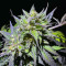 Purple Lemonade Fast Flowering feminisierte Samen (Fast Buds)