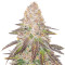 Red Hot Cookies feminisiertes Saatgut (Sweet Seeds)