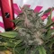 LSD-25 Auto (Fast Buds) Cannabis-Samen zu verkaufen