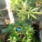 West Coast O.G. Auto (Fast Buds) Cannabis-Samen zu verkaufen