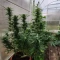 Gelato Auto Cannabis-Samen Kaufen