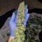Girl Scout Cookies (BlimBurn Seeds) Cannabis-Samen zu verkaufen